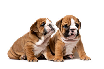 Two cute English bulldog puppies sitting next, listening carefully, isolated on a white background