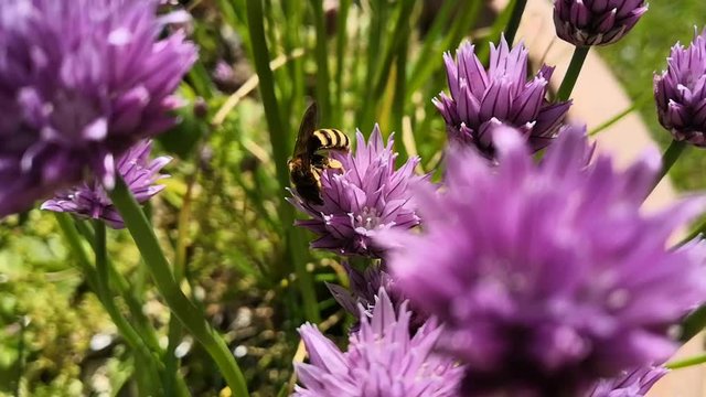 fleurs ciboulette avec pollinisateur