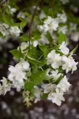 background image blooming white Jasmine, summer fragrance of floral freshness