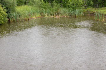 old abandoned pond overgrown with reeds and willow circles on the water from the falling drops of summer rain