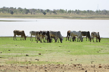 LES BOEUFS AU BORD  DE L'EAU AU BURKINA FASO