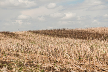Landscape of sunflower stubble left after harvesting in late summer