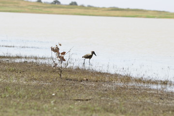 LES OIESEAUX AU BORD DE L EAU AU BURKINA FASO