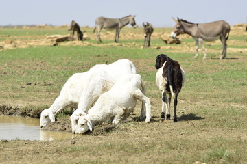 LES MOUTONS  S'ABREVENT AU BORD DE L EAU AU BURKINA 