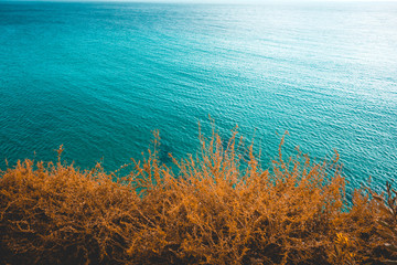 Fototapeta na wymiar some beautiful mediterranean plants and the green and blue colored ocean