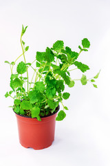 Melissa ( lemon balm) plant in a pot on a white background