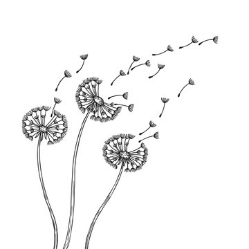 recommend clip art: Dandelion silhouettes. Dandelions grass pollen delicate plant seeds blowing wind fluff flower abstract vector spring graphics. Illustration of fluff dandelion, blossom flora