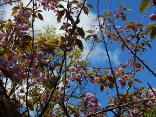 Pink cherry blossoms blooming in spring - Japanese cherry - close-up against a blue sky