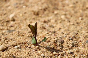 Sprout on sand.