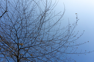 Tree in blue sky