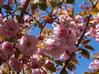 Pink cherry blossoms blooming in spring - Japanese cherry - close-up against a blue sky