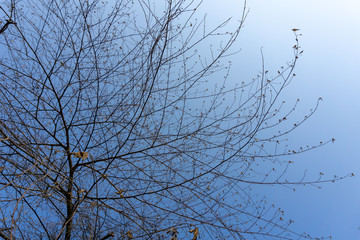 Tree in blue sky