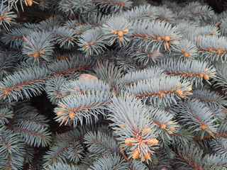 Naklejka na ściany i meble Blue spruce twigs with new buds close up