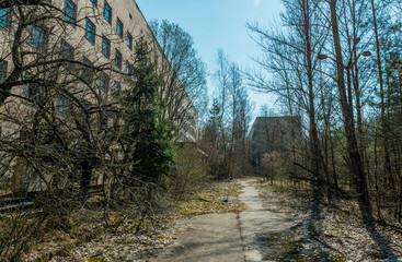 Street of the abandoned ghost town Pripyat. Overgrown trees and collapsing houses in the exclusion...