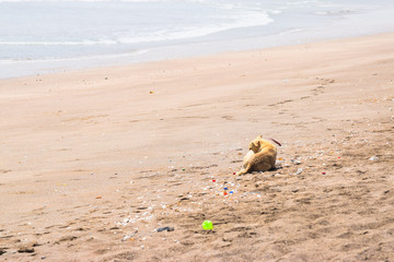 Fototapeta na wymiar lazy dog relaxing and sleeping on sand beach