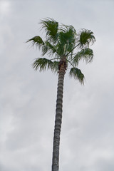 Palm tree and sky background