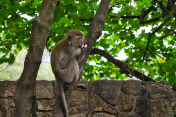 Affe
