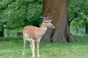 fallow deer in the forest