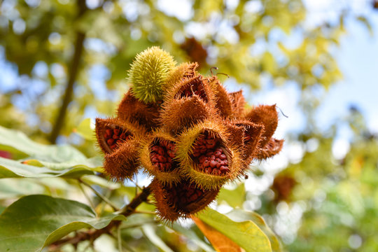 Achiote, Bixa orellana. The tree of Annato, a natural orange-red condiment. Shot in Santo Domingo, Dominican Republic.