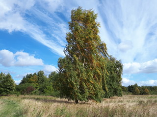 Obraz premium Birken im Sommer