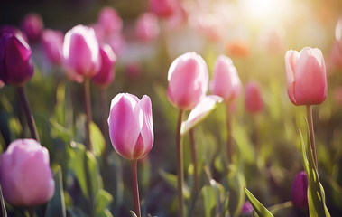 Beautiful delicate pink and crimson tulips grow in the meadow, lit by the sunset rays