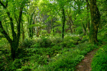 中国地方の高原の初夏の新録の森の小道が美しい
