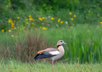 Egyptian goose near  a small pond in southern Germany