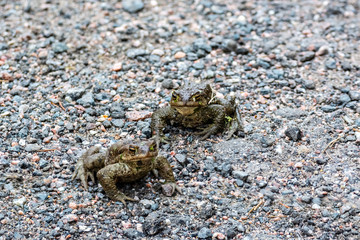 Two frogs on the road.