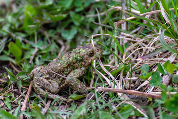 Frog in the grass.