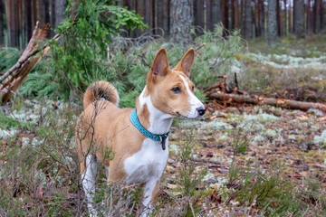 portrait of puppy Basenji dog standing in a summer forest