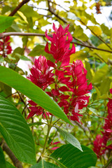 Megaskepasma Erythrochlamys Lindau. This plant is from Acanthaceae family. Shot in Santo Domingo, Dominican Republic.