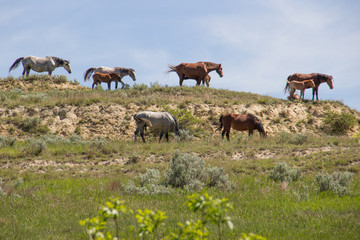 Obraz premium Wild horses grazing on a hill in Theodore Roosevelt National Park