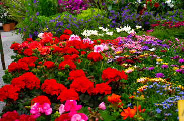 Garden with flowers of different colors
