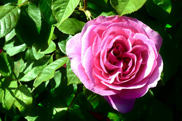 Blooming pink rose flower on the green background in the garden