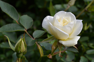 Blooming white rose flower on the green background in the garden