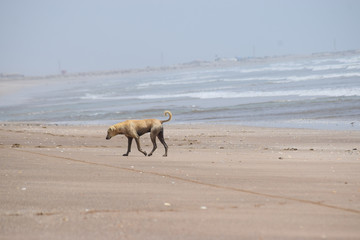 alone dog walking on the beach, animal puppy outdoor