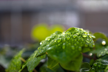 water drops on green leaf
