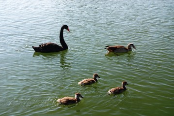 Lac et château de Genval (Brabant wallon- Belgique)