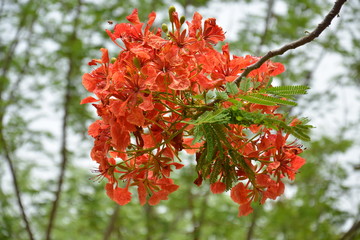 LES FLEURS DU BURKINA