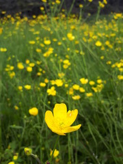 Blumenwiese Island