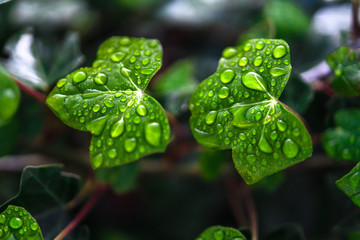 two of green leaves cover with raindrops 