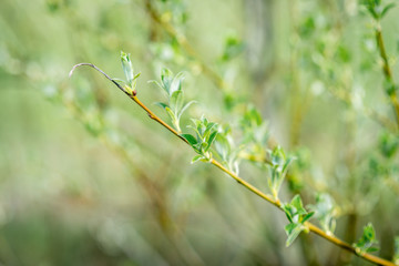 Spring. Branches of young tree.