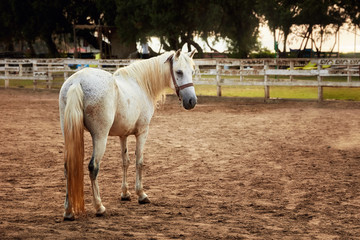White pony horse standing on the sands of a manage