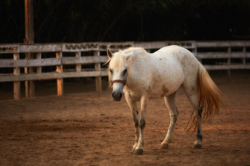 Beautiful white horse standing on the sands of a manage