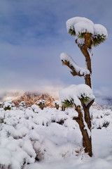 Joshua Tree