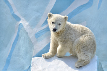 Plakat polar bear