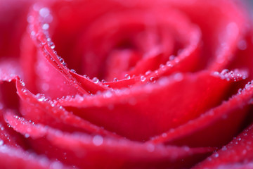  red rose with droplets of rain