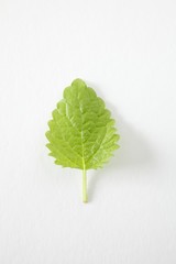 Lemon balm, melissa leaf