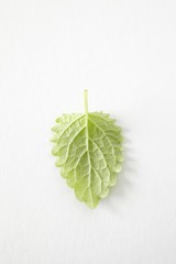 Lemon balm, melissa leaf, bottom