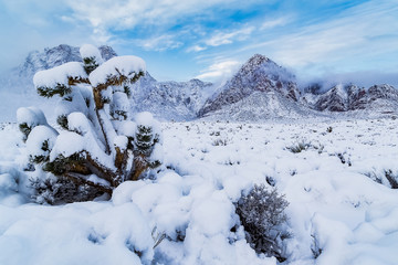 Las Vegas Snow